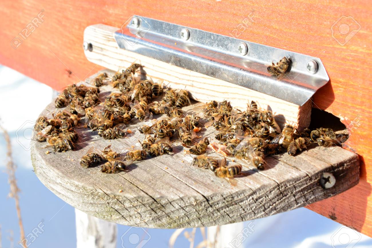 abeilles mortes du varroa