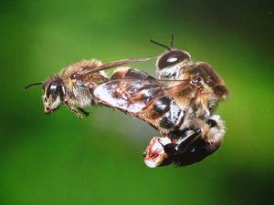 fécondation de reines