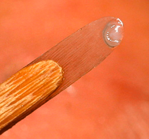 larve prélevée grâce à un picking pour un élevage de reine 