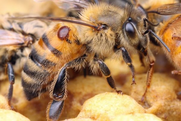 varroa phorétique 