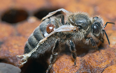 virus des ailes déformées causant des pertes hivernales