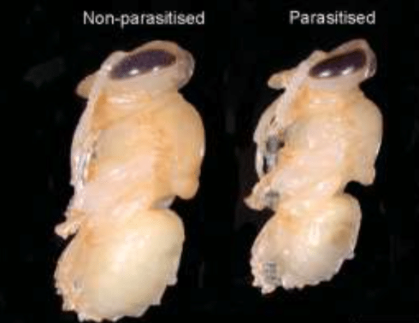 Nymphe affectée par le varroa