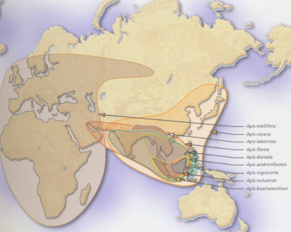 repartition apis mellifera