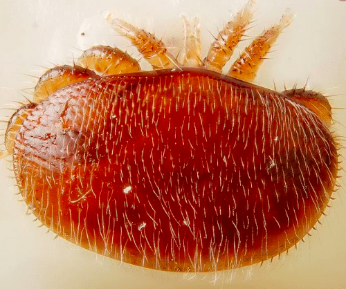 varroa destructor