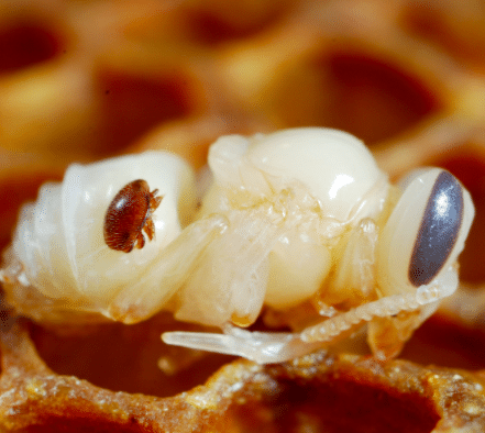 varroa nymphe