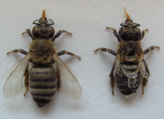 varrroa effets