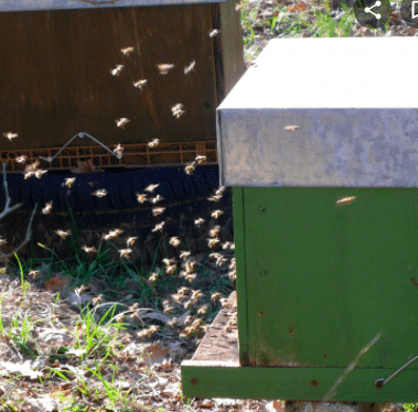 soleil d'artifice des abeilles 